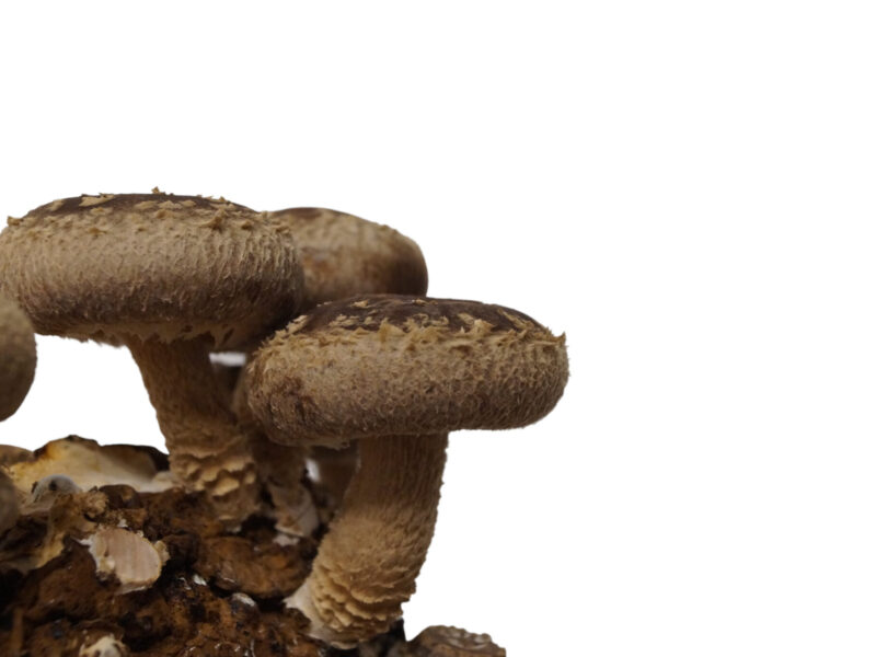 Shiitake